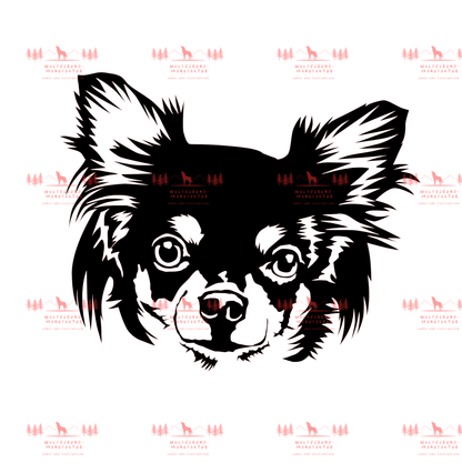 Chihuahua 6
