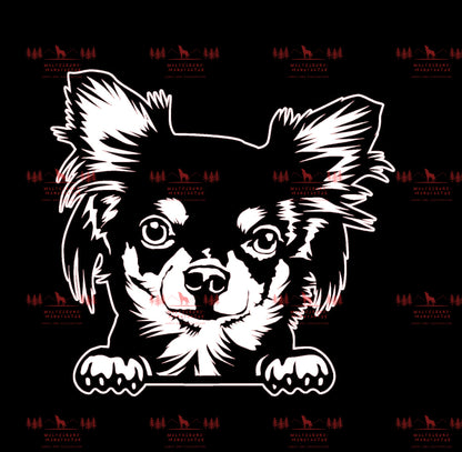 Chihuahua 7