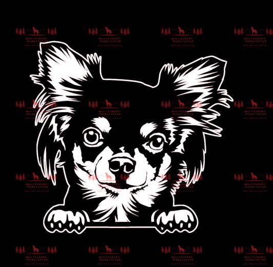 Chihuahua 7