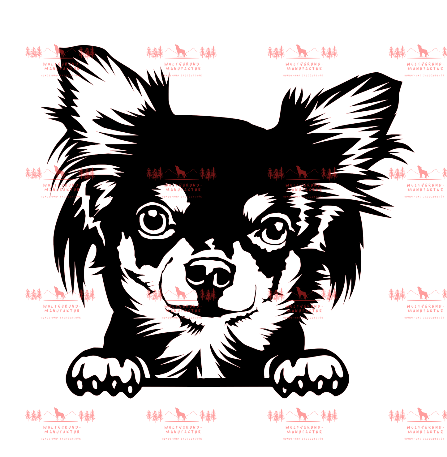 Chihuahua 7