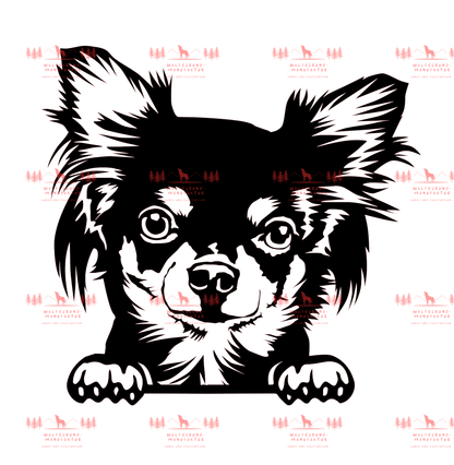Chihuahua 7