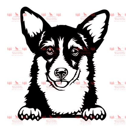 Corgi 3