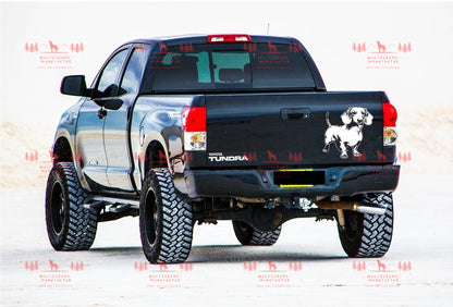 Dackel Kurzhaar 1