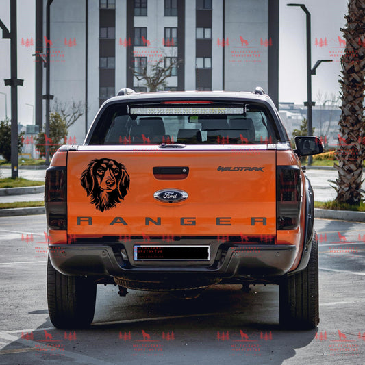 Dackel Langhaar 2