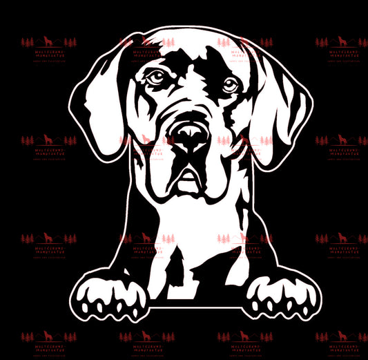 Deutsche Dogge 4