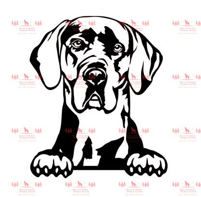 Deutsche Dogge 4