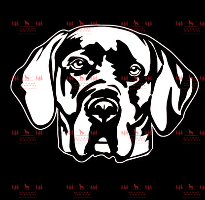 Deutsche Dogge 5