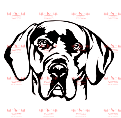 Deutsche Dogge 5