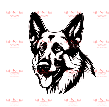 Deutscher Schäferhund 2