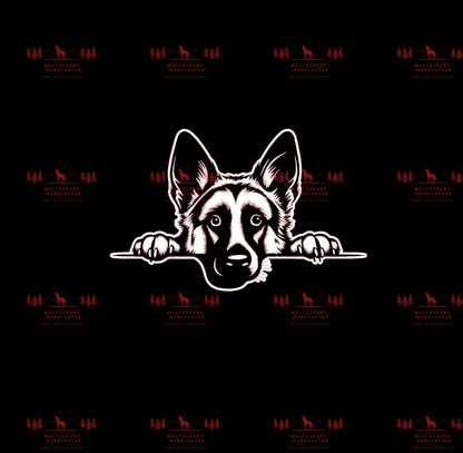 Deutscher Schäferhund 5