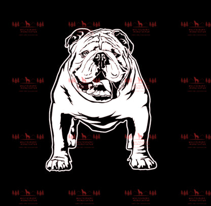 Englische Bulldogge 1