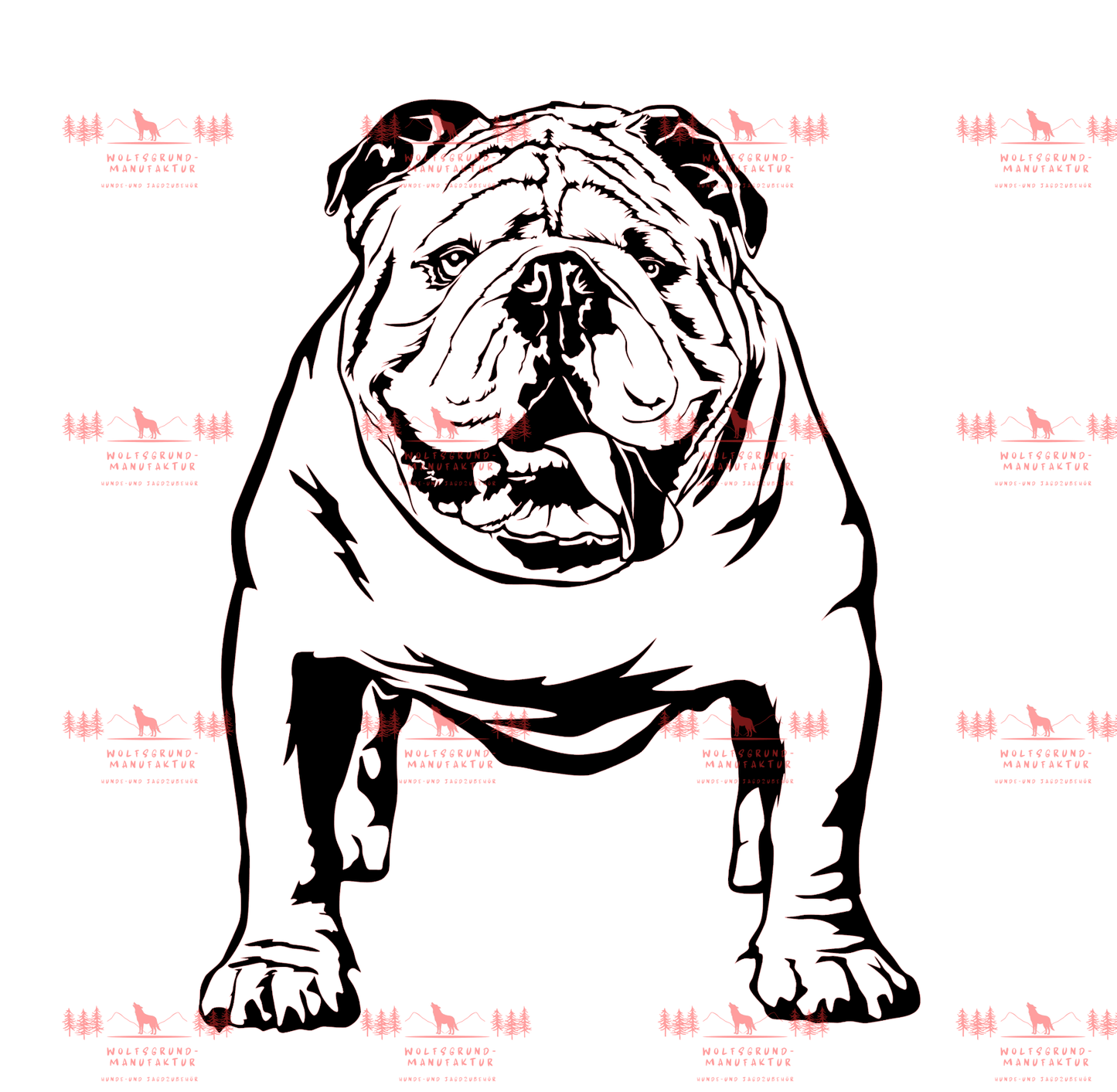 Englische Bulldogge 1