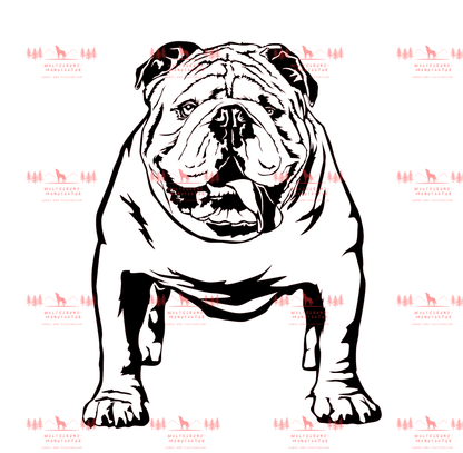Englische Bulldogge 1