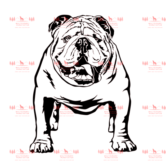 Englische Bulldogge 1