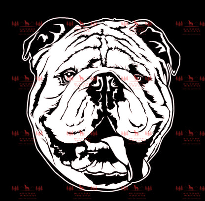 Englische Bulldogge 2