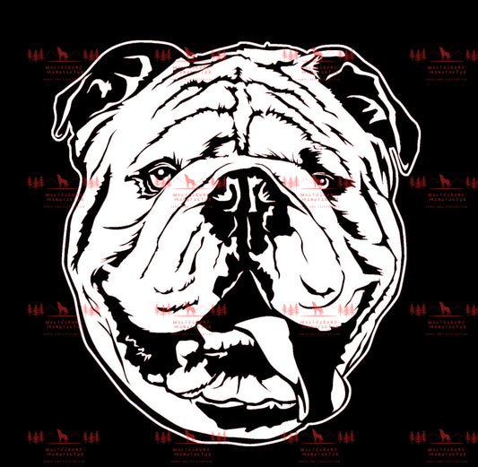 Englische Bulldogge 2