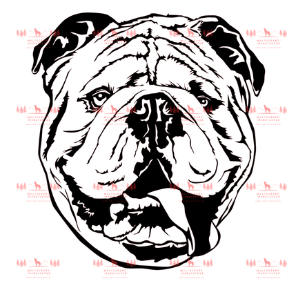 Englische Bulldogge 2