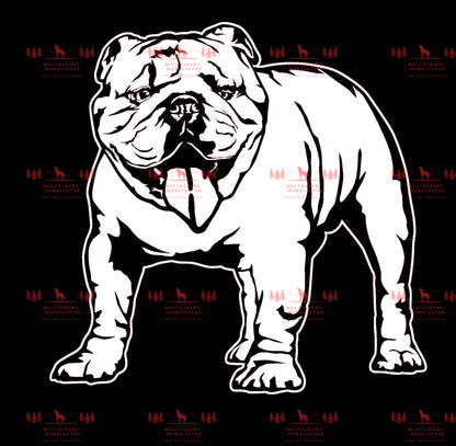 Englische Bulldogge 3