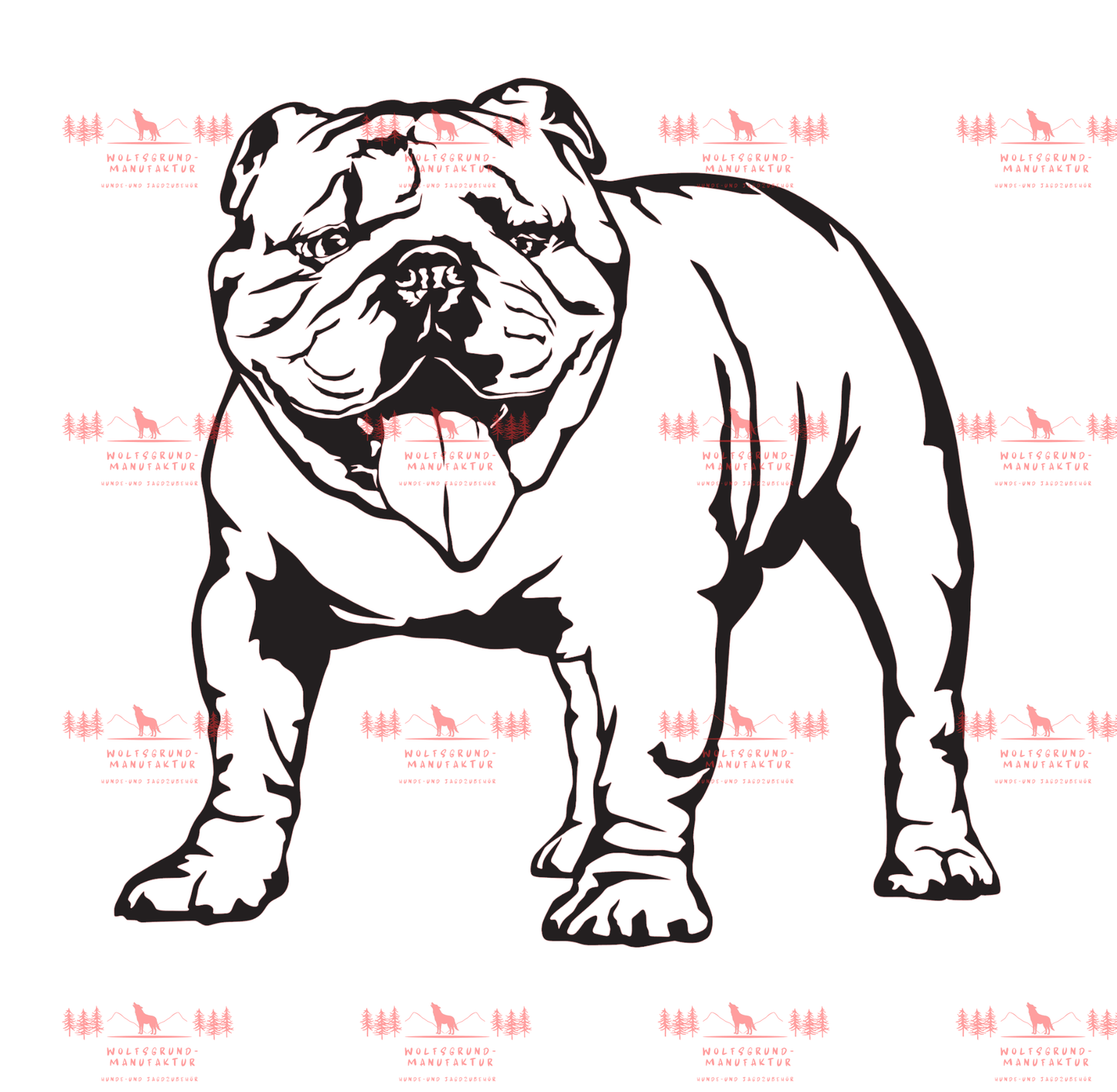 Englische Bulldogge 3