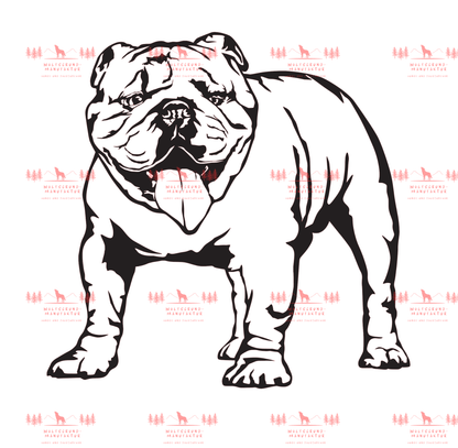 Englische Bulldogge 3