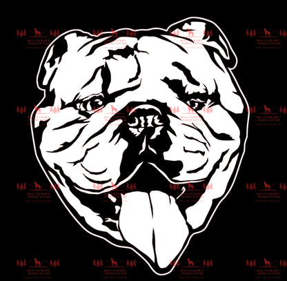 Englische Bulldogge 4