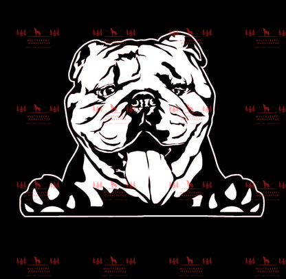 Englische Bulldogge 5