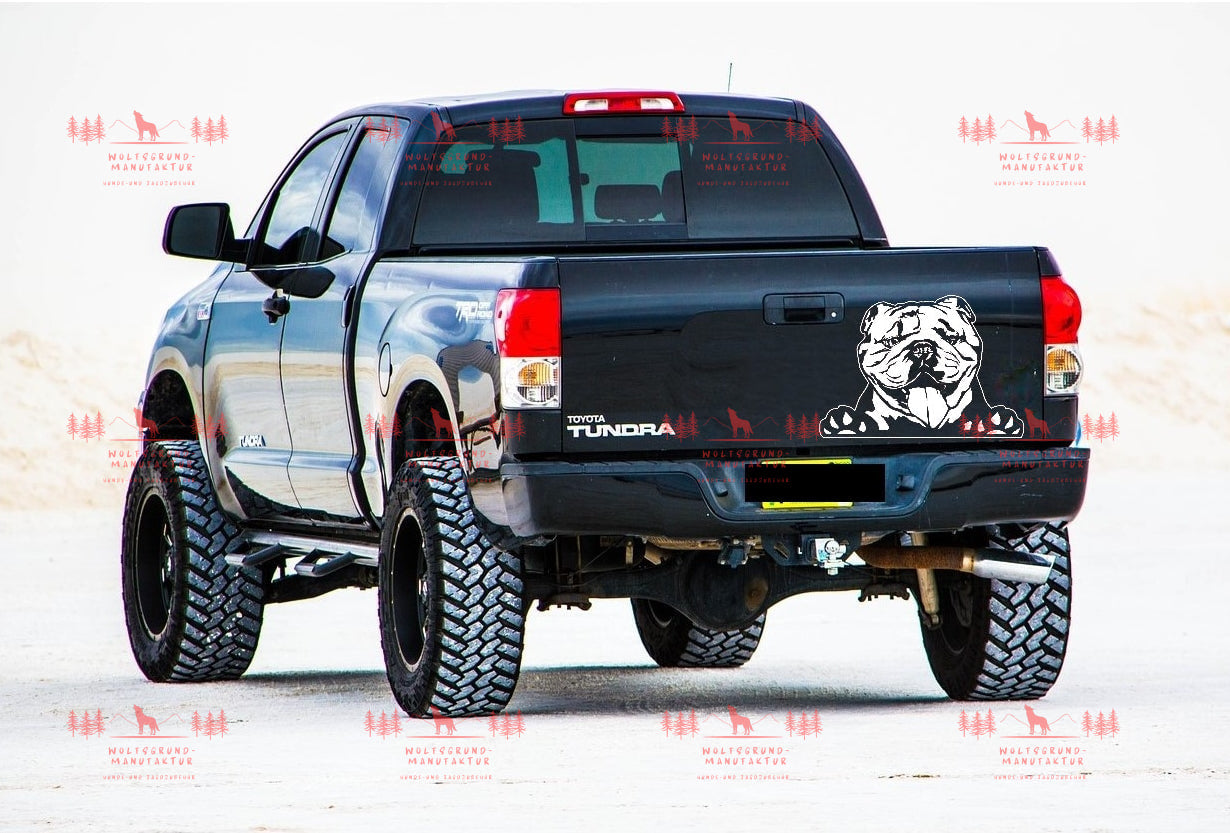 Englische Bulldogge 5