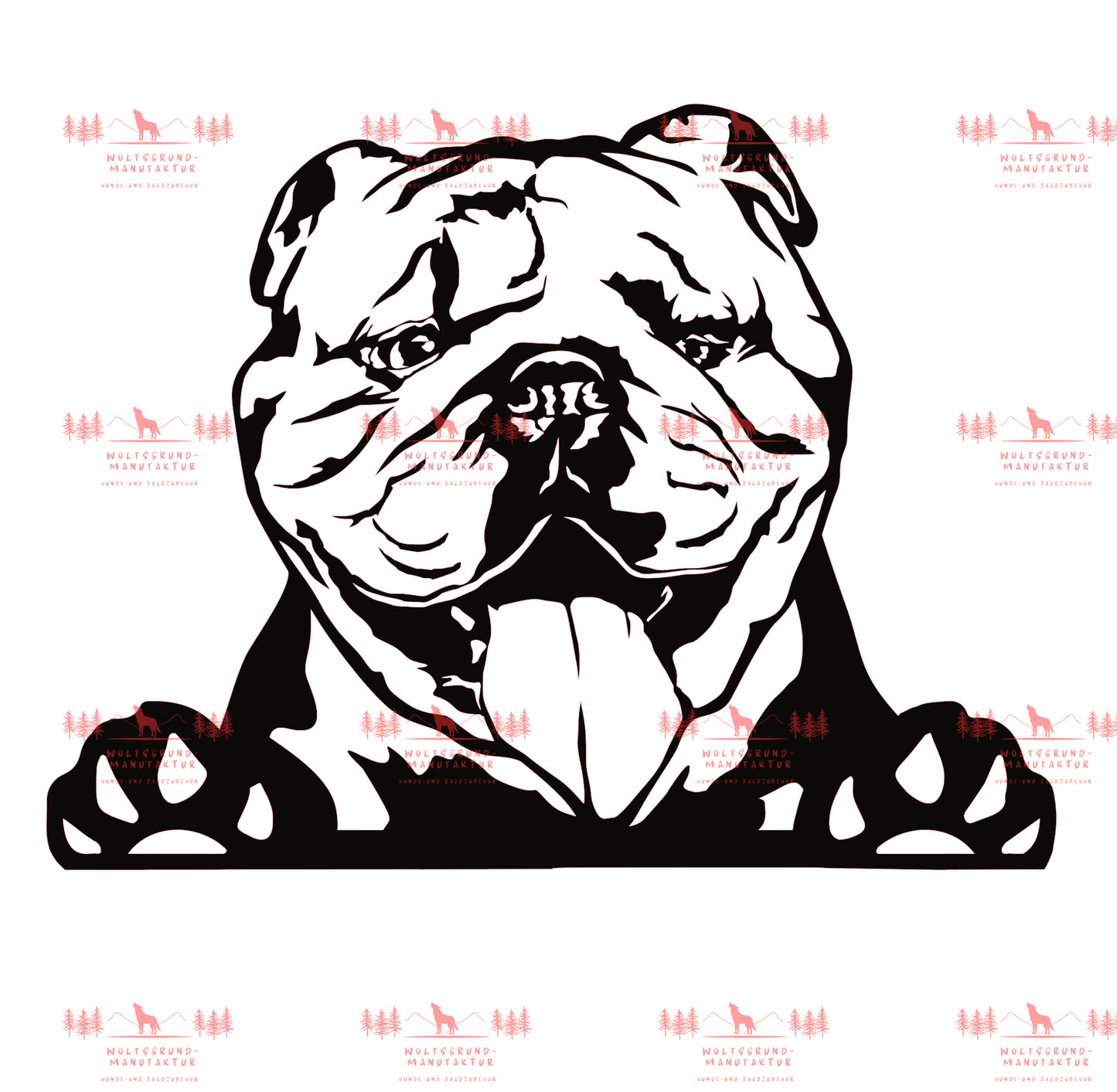 Englische Bulldogge 5