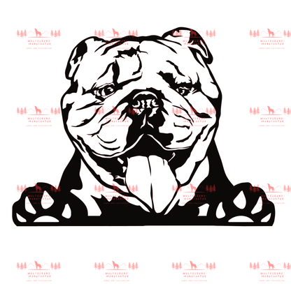 Englische Bulldogge 5