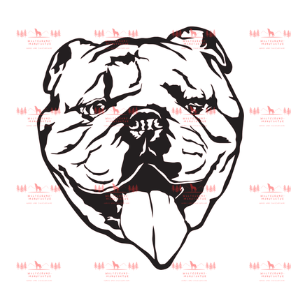 Englische Bulldogge 4