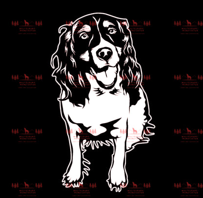 English Springer Spaniel 2