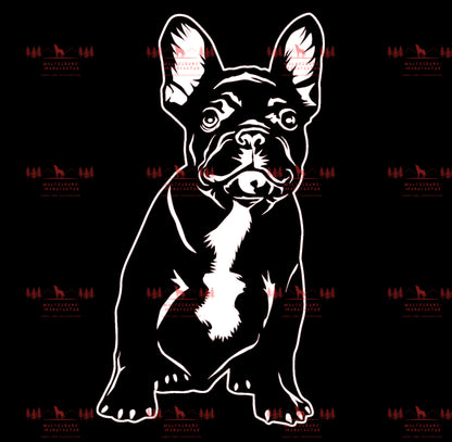 Französische Bulldogge 1
