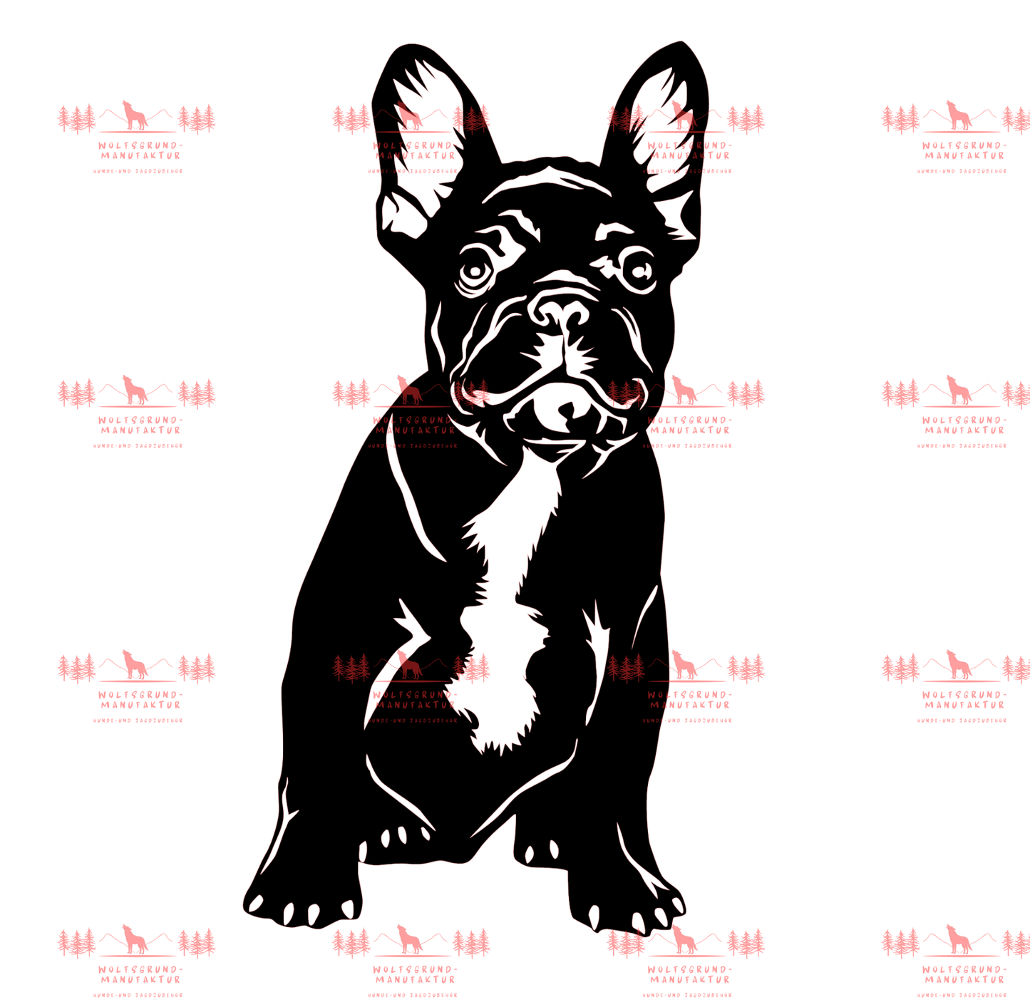 Französische Bulldogge 1