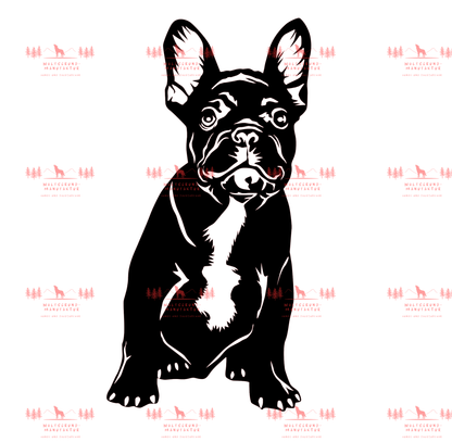 Französische Bulldogge 1