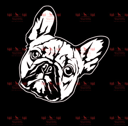Französische Bulldogge 2