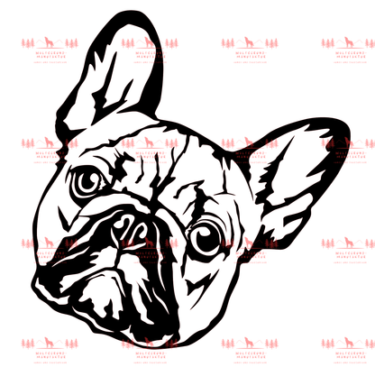 Französische Bulldogge 2
