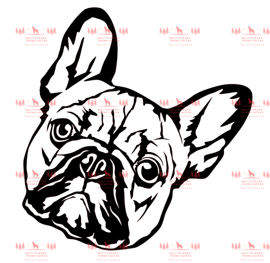 Französische Bulldogge 2