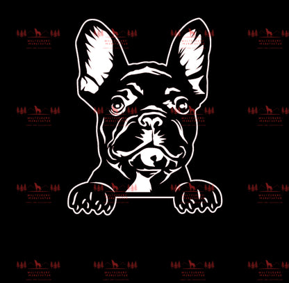 Französische Bulldogge 3