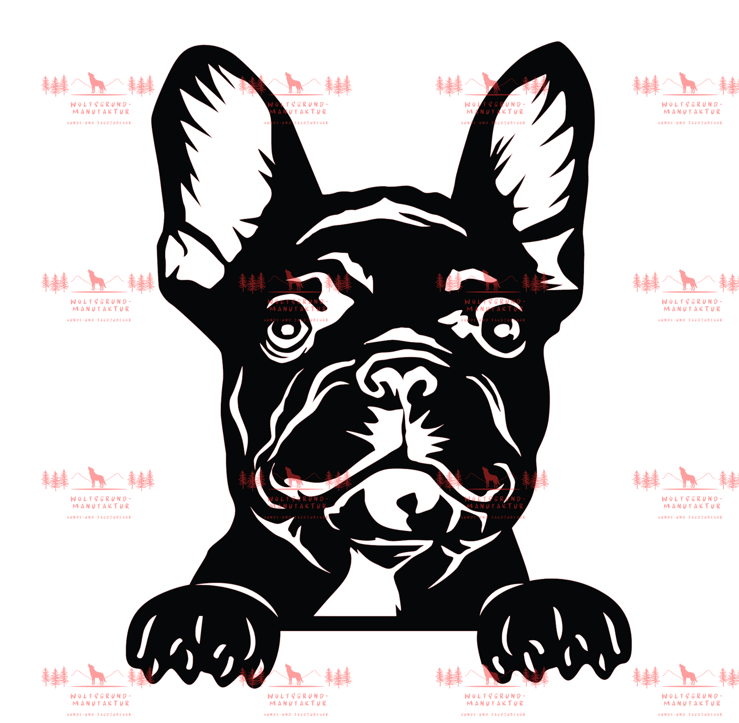 Französische Bulldogge 3