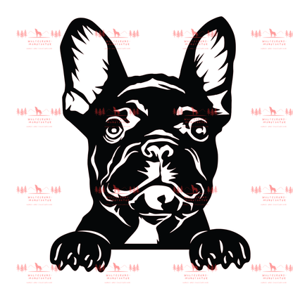 Französische Bulldogge 3