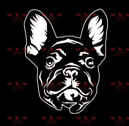Französische Bulldogge 4