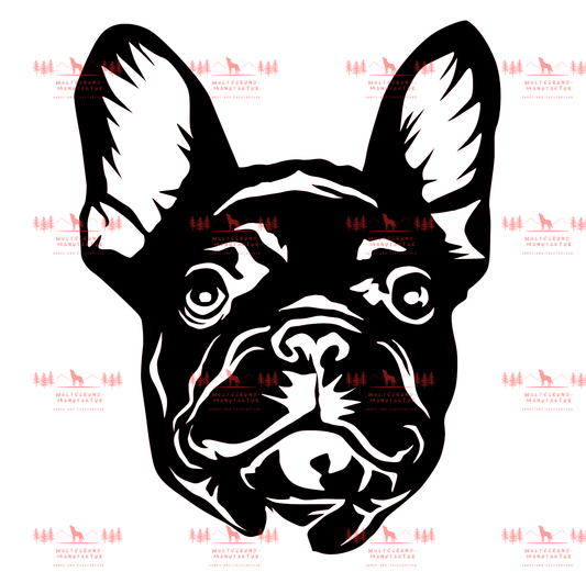 Französische Bulldogge 4