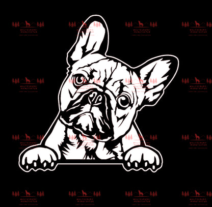 Französische Bulldogge 5