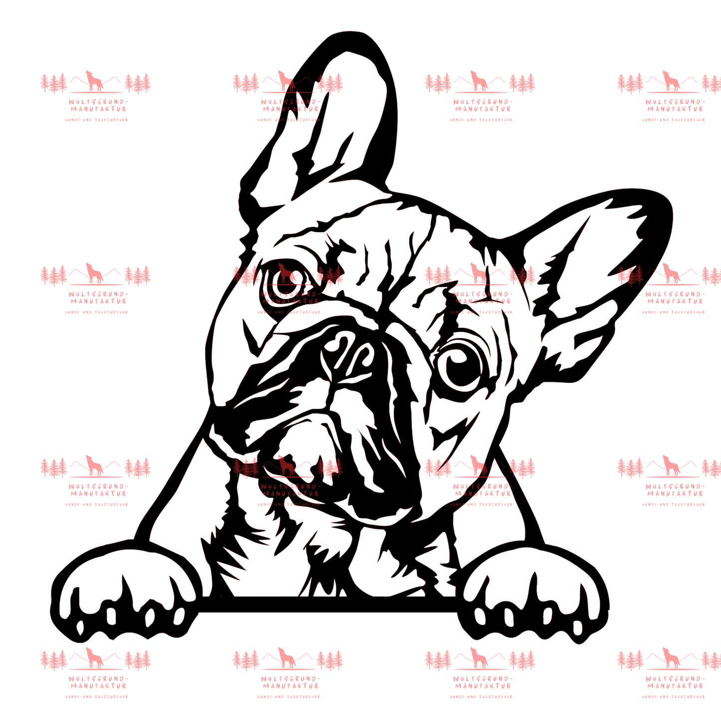 Französische Bulldogge 5