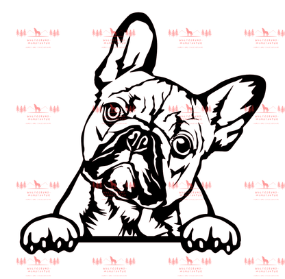 Französische Bulldogge 5