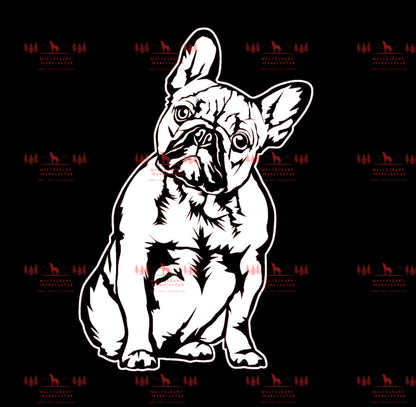 Französische Bulldogge 6