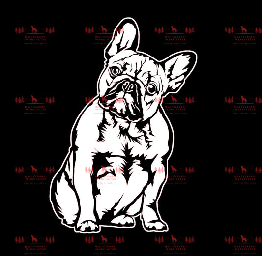 Französische Bulldogge 6