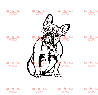 Französische Bulldogge 6