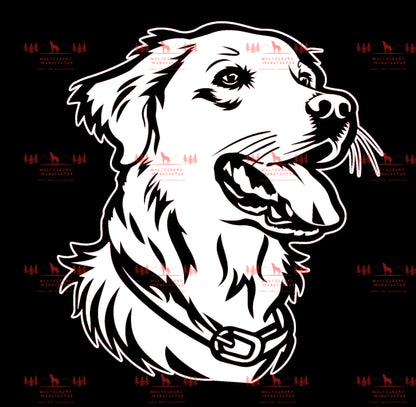 Golden Retriever 1