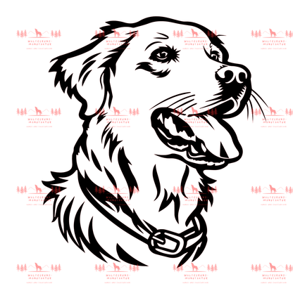 Golden Retriever 1
